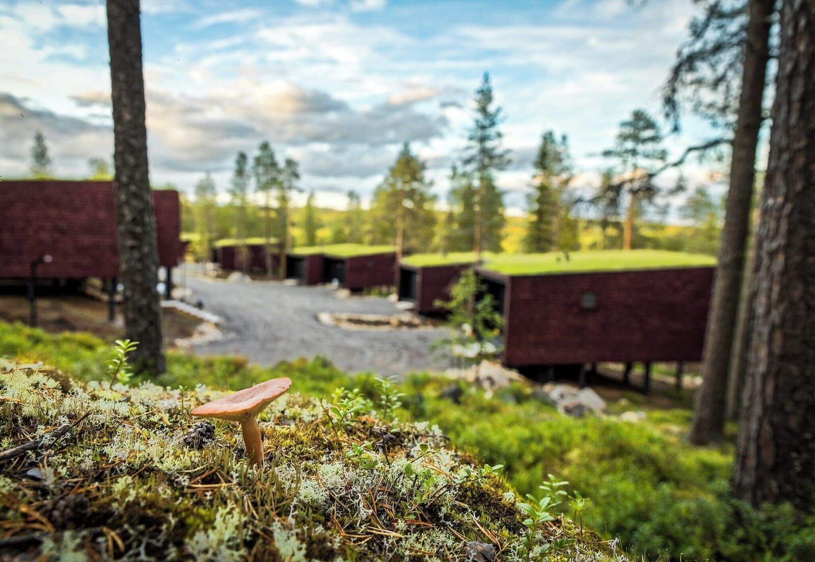 Arctic TreeHouse Hotel – photo 4